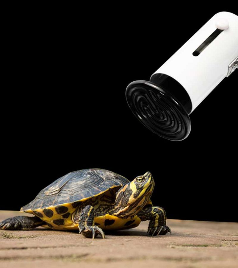Lamp Application